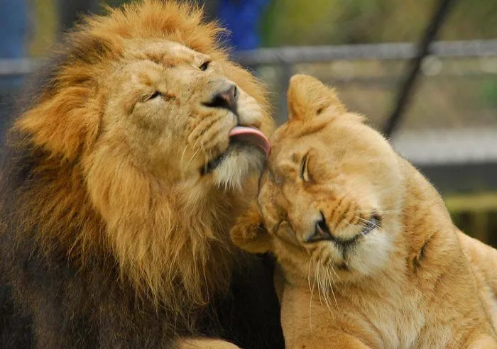 Creatures Are Awesome