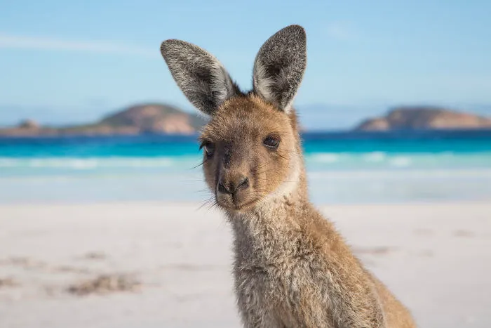 Kangaroo On The Beach At Lucky Bay, WA