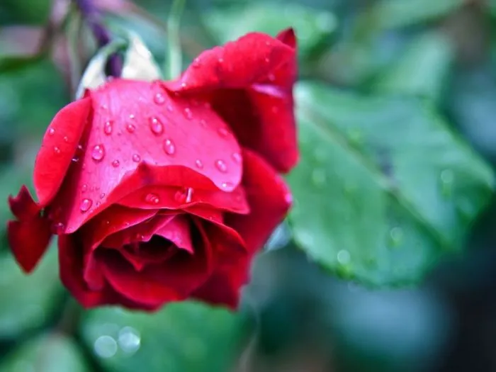 Rose Day