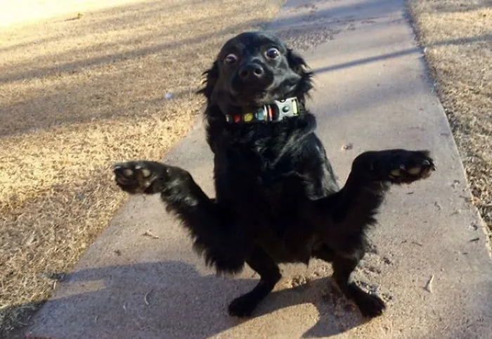 This Dog Has Made The Meme Page