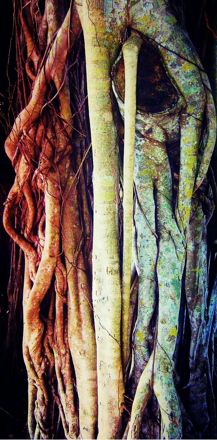 Artist Finds Trees To Be Sculptures Just Waiting To Be Noticed