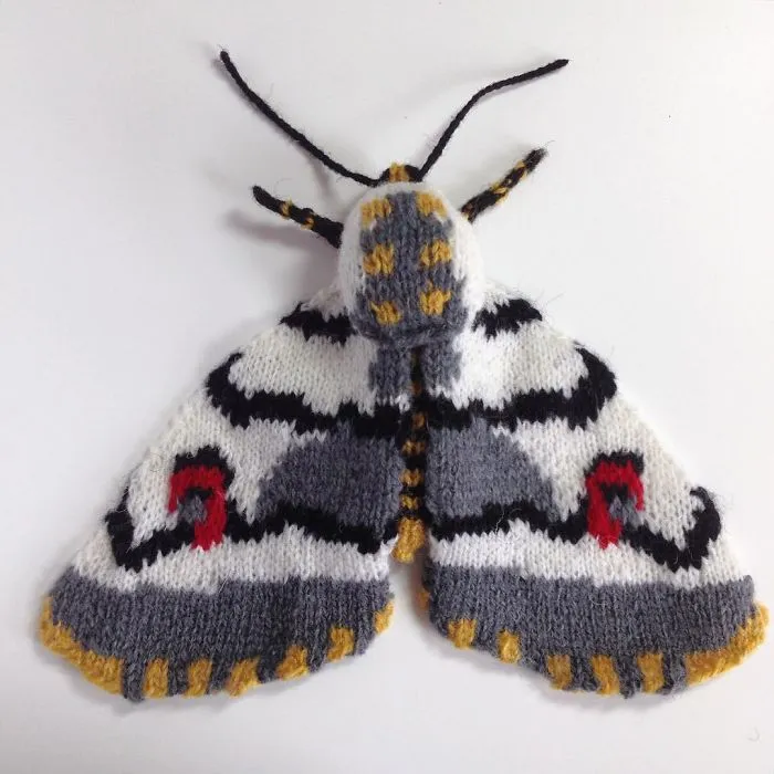 African Cherry Spot Moth (Diaphone Eumela)