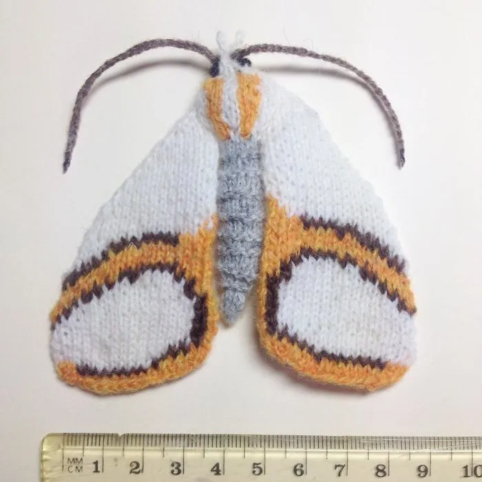 Curve Lined Argyria Moth (Vaxi Auratella)