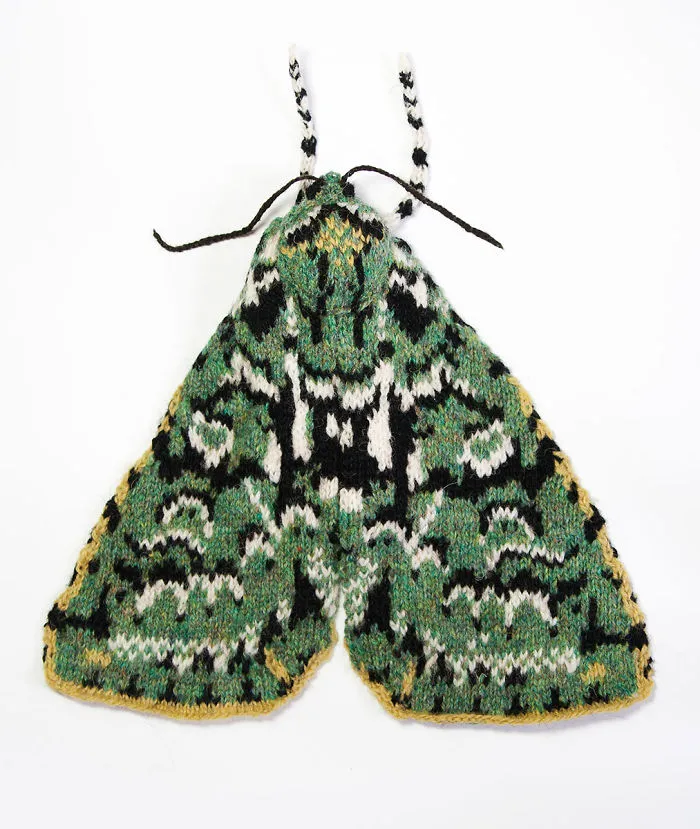 Merveille Du Jour (Griposia Aprilina)