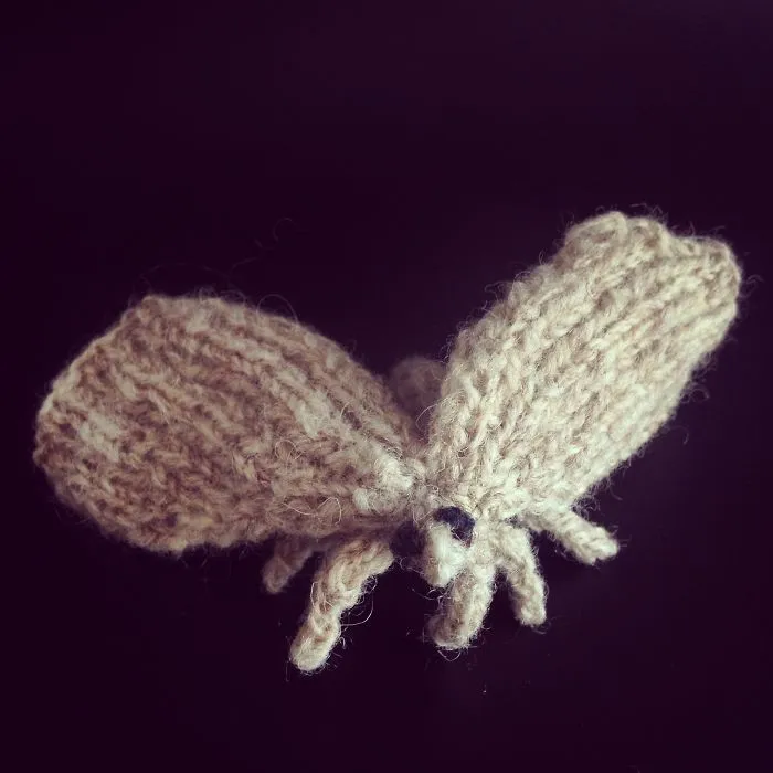 First Moth