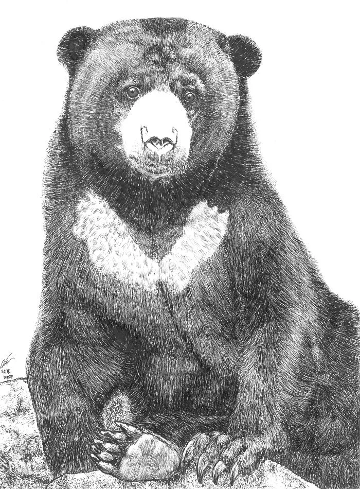 Malayan Sun Bear