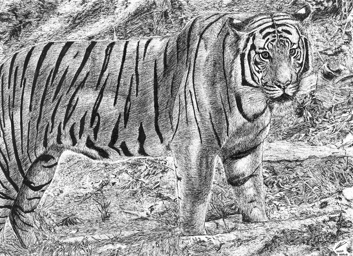 Sumatran Tiger