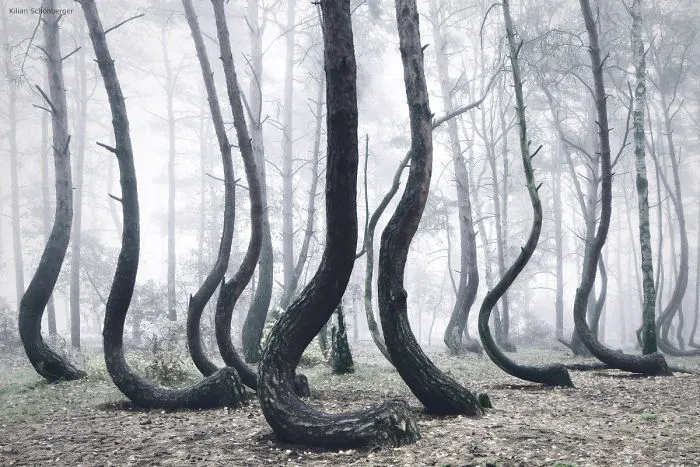 The Crooked Forest