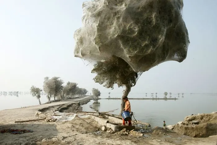 Spider Web Trees