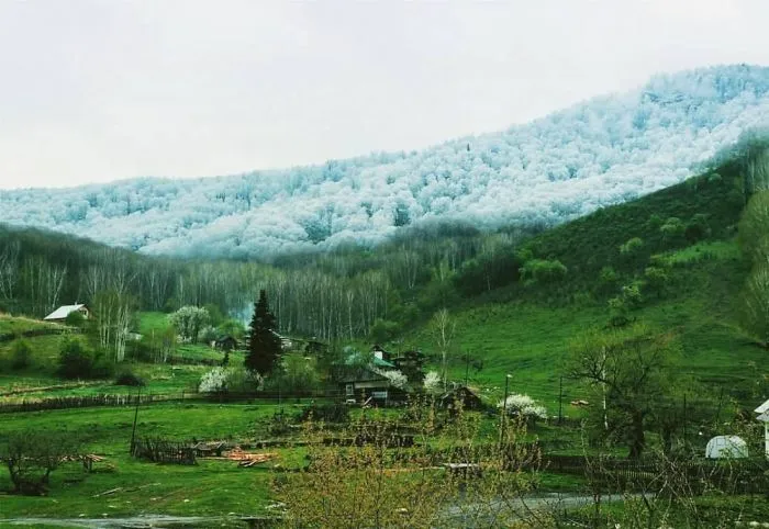 Snow In Altai