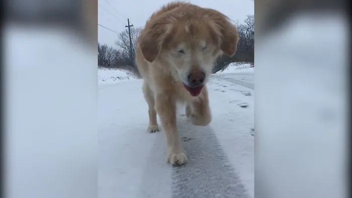 Amazing! Snow Brings Joy To Blind Dog