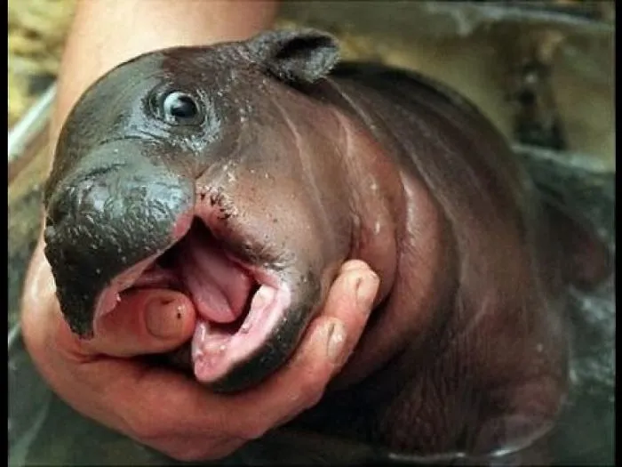 Pygmy Hippos Are The Cutest Ugly Babies You'll Ever Wish You Could Hug