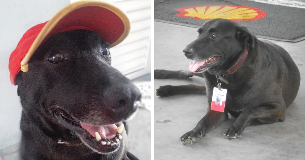 El perro abandonado por sus dueños en una gasolinera recibe un trabajo de tiempo completo