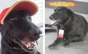 Dog Whose Owners Abandoned Him At A Gas Station Gets A Full Time Job