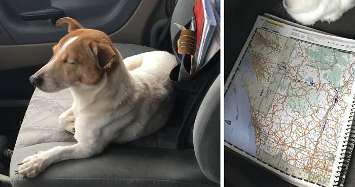 When This Stray Dog Refused To Be Saved, They Decided To Follow Him And Couldn't Believe Their Eyes