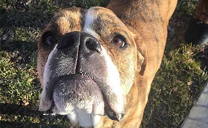 This Dog Was Returned To Shelter, But It Had This Letter