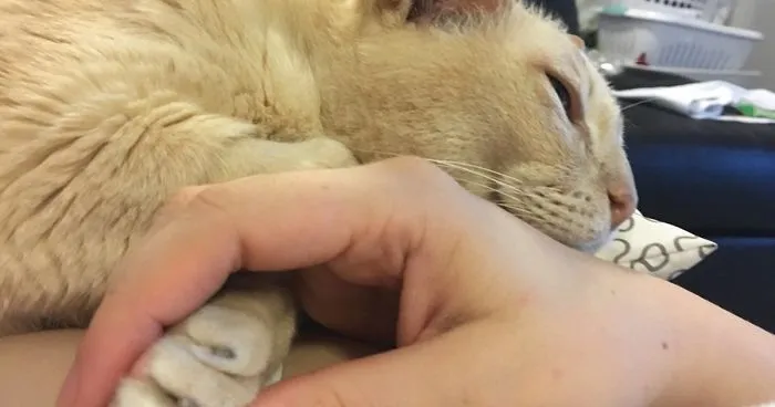 13-year Old Shelter Cat Gets Adopted, Can’t Fall Asleep Unless His Human Holds His Paw
