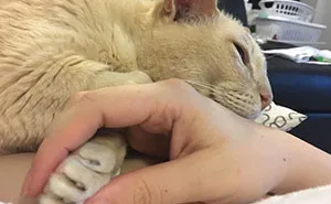 13-year Old Shelter Cat Gets Adopted, Can’t Fall Asleep Unless His Human Holds His Paw