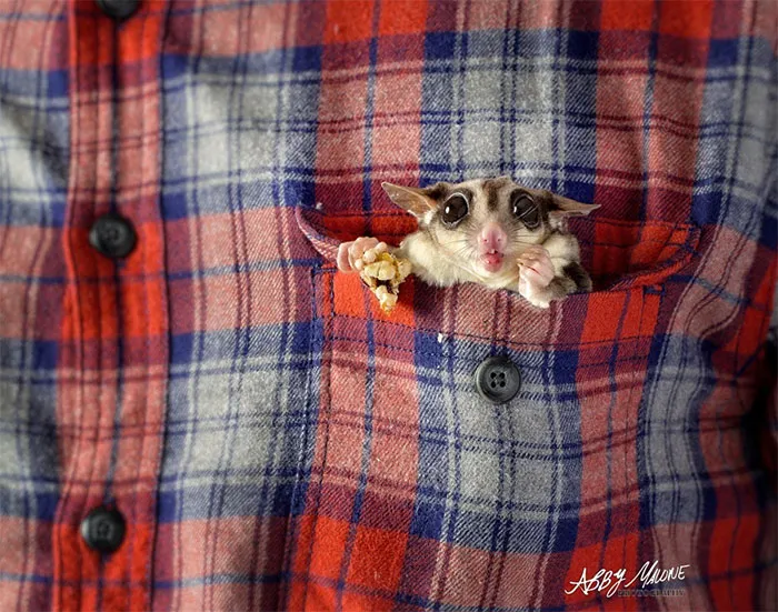 Got Any More Treats?