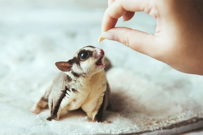 Give Me That Snack