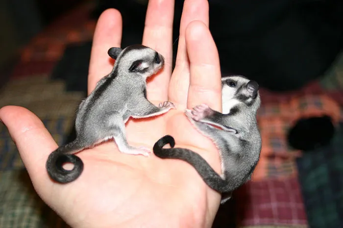 Two Cuties