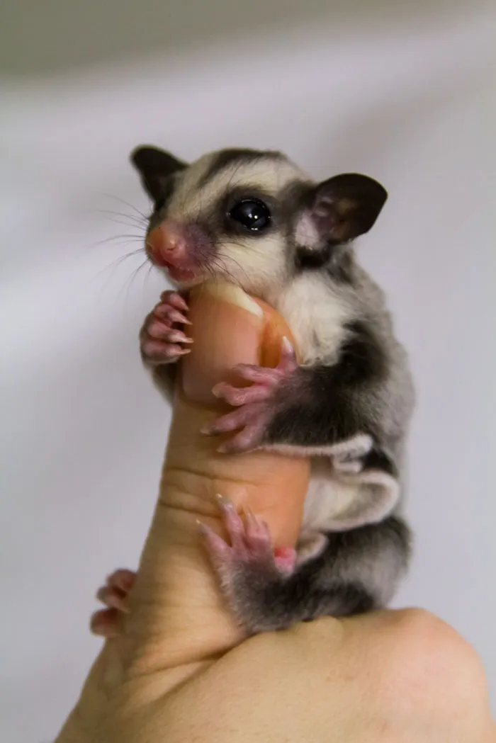Sugar Glider Joey