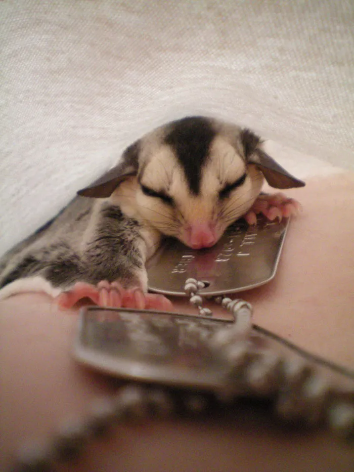 Sleeping Baby