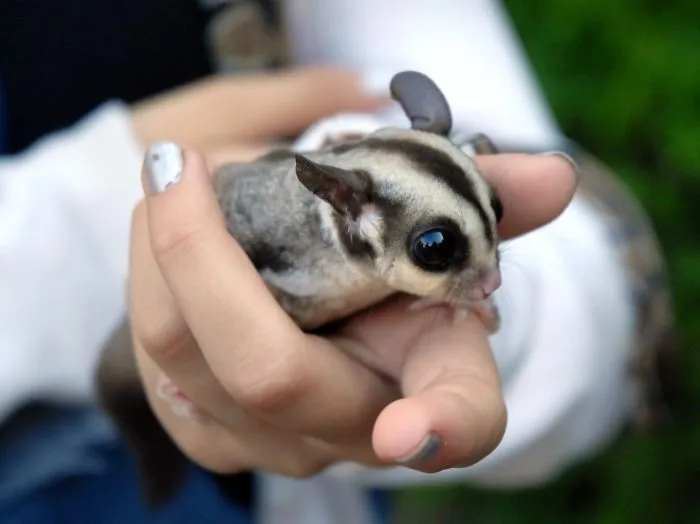 Cute Fluff