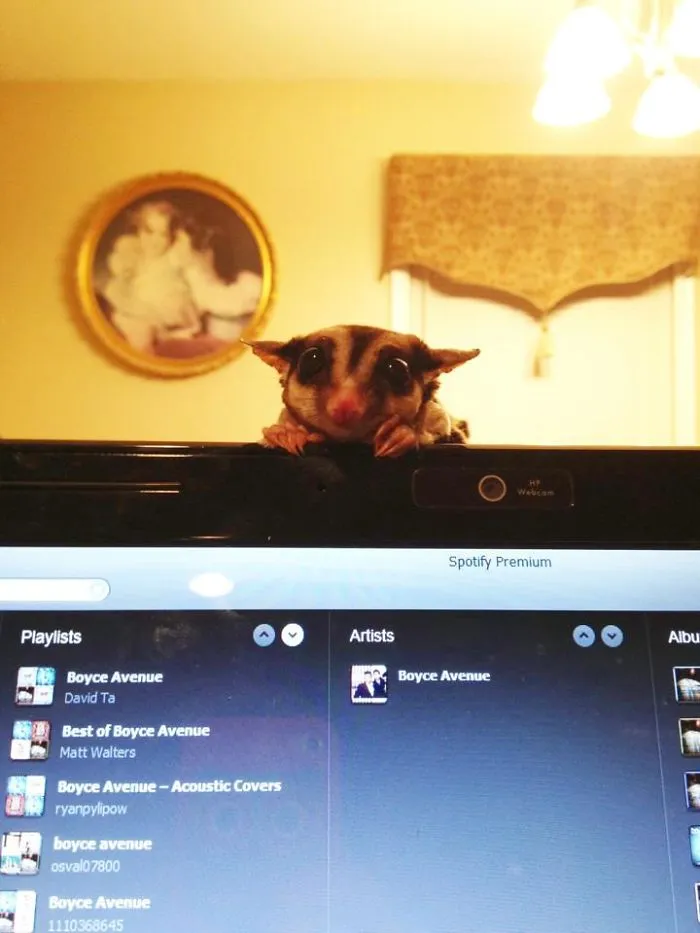 So A Friend Of Mine Has A Sugar Glider...