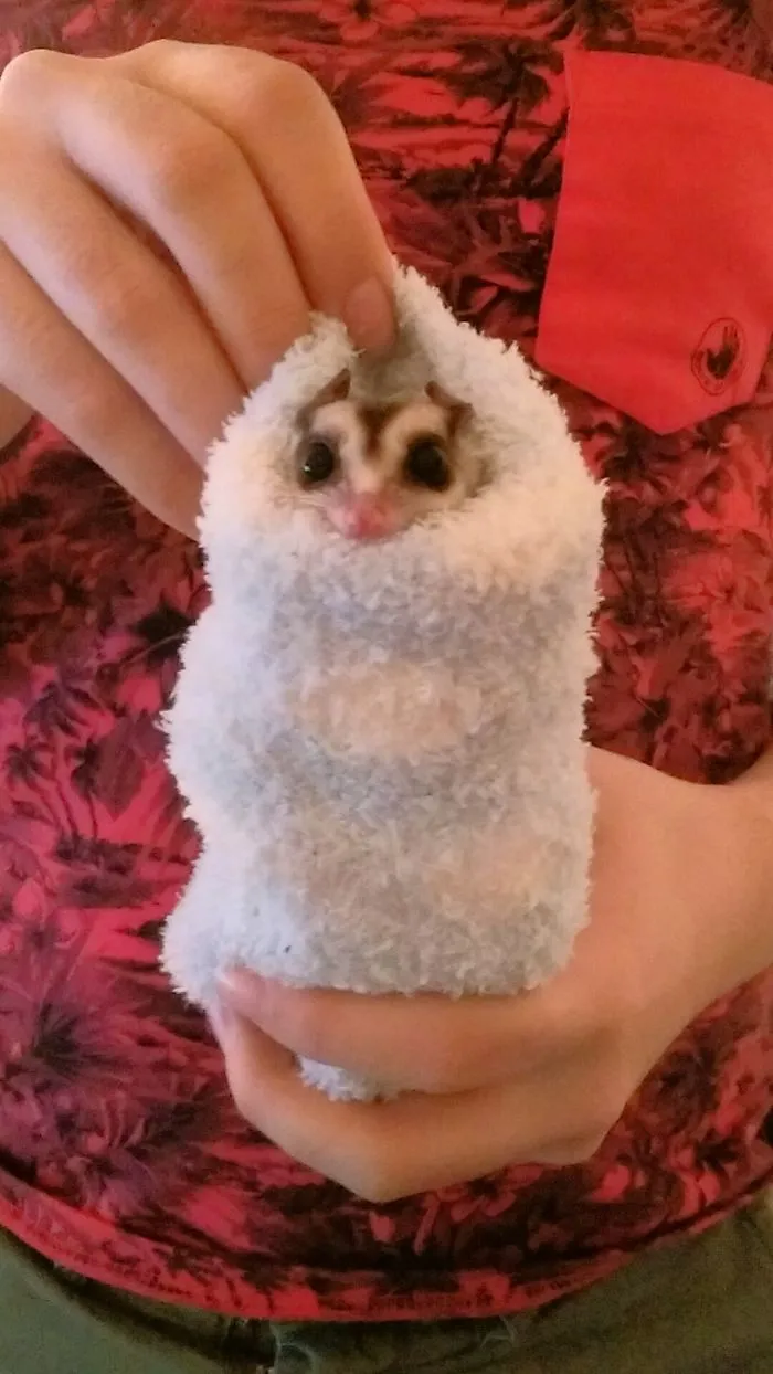 A Sugar Glider In A Fluffy Sock = Snuggie Burrito