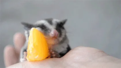 Trevor Comiendo Naranja