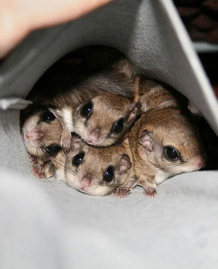 Sugar Gliders... Yes Or No?