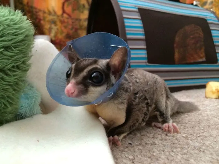 My Sugar Glider Has To Wear A Little Cone