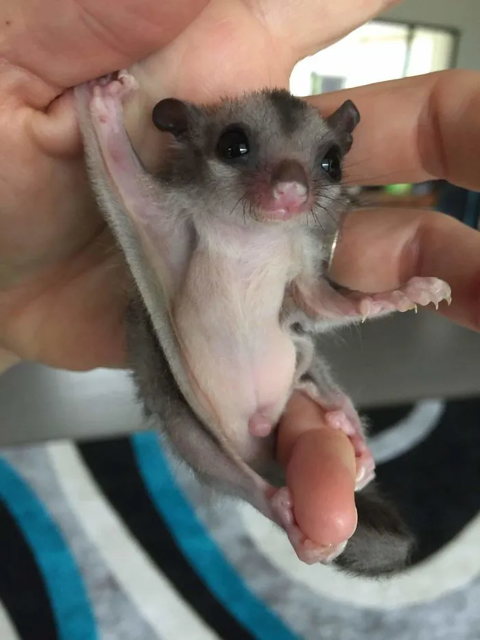Meet Baby Australian Sugar Glider, Bukki