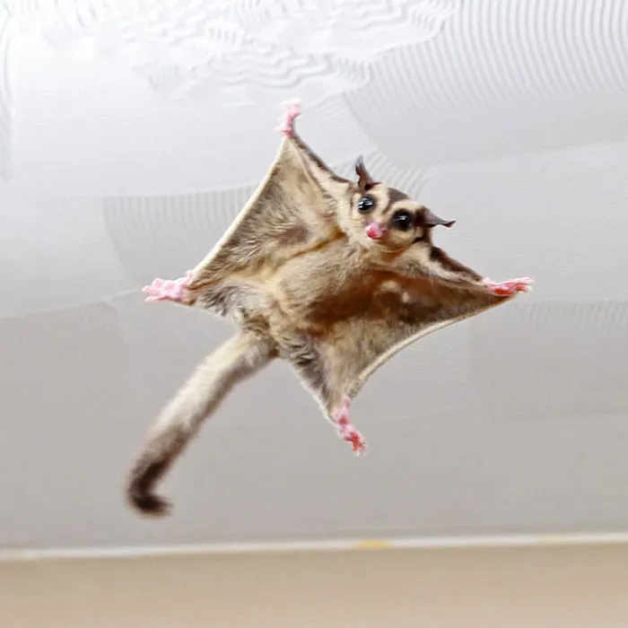 Gizmo The Pet Sugar Glider