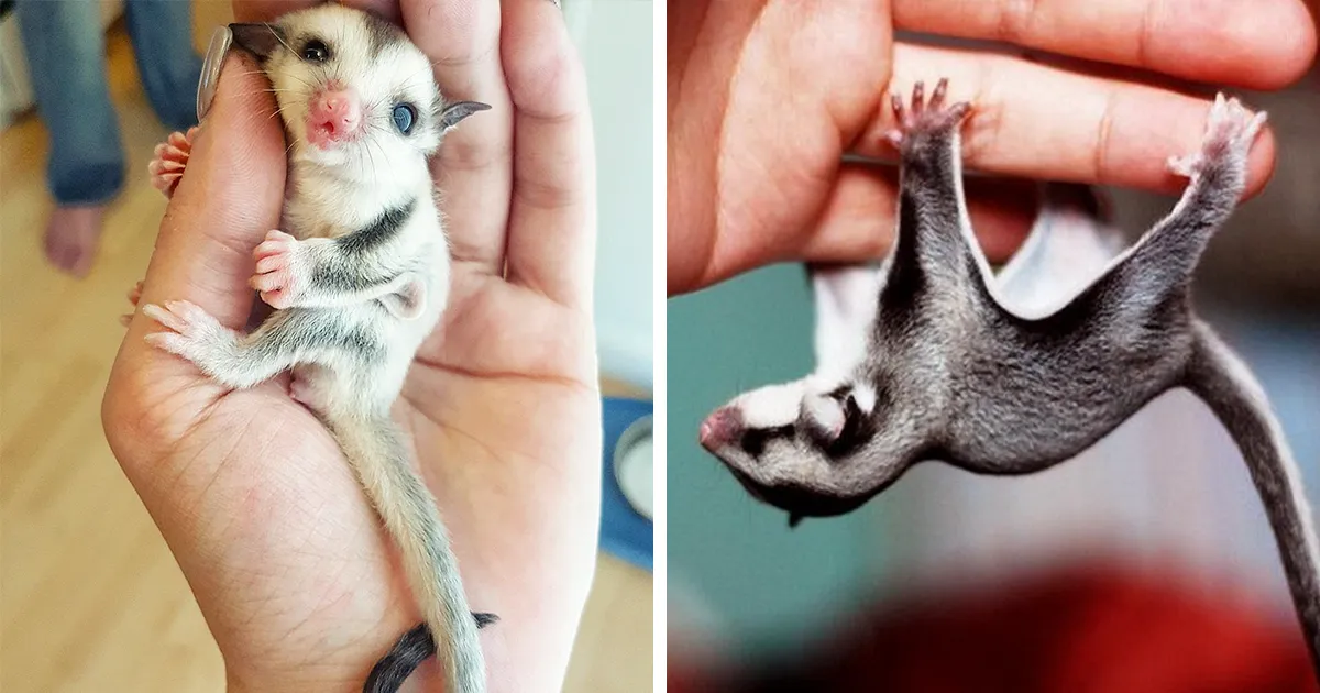 10+ Petauros del azúcar que son de lo más dulce