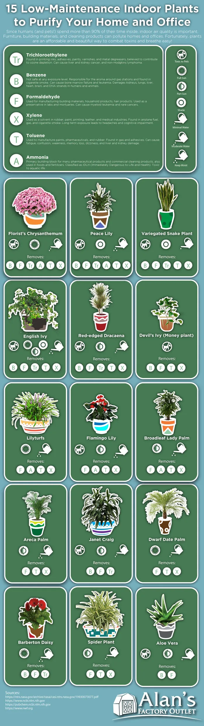 Indoor Plants That Take Care Of You