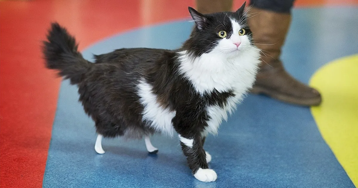 Este gato amputado consiguió patas nuevas, y hay que verlo caminando de nuevo