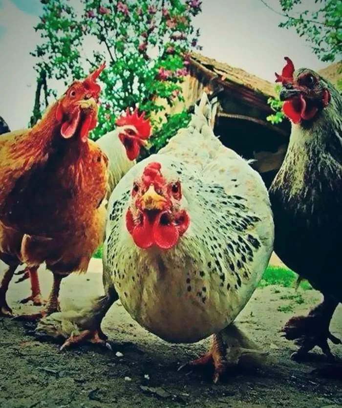 Estas Gallinas Te Impresionarán Con Su Rock Agresivo