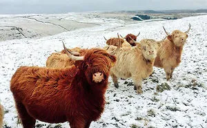 30 Animals That Look Like They’re About To Drop The Hottest Albums Of The Year
