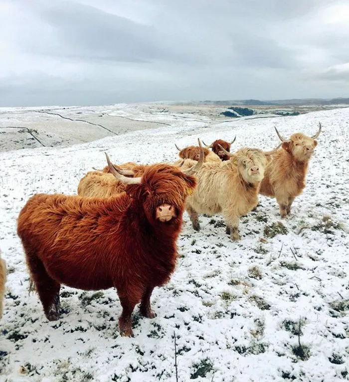 These Cows Look Like They're About To Drop The Hottest Indie Rock Album Of The Year