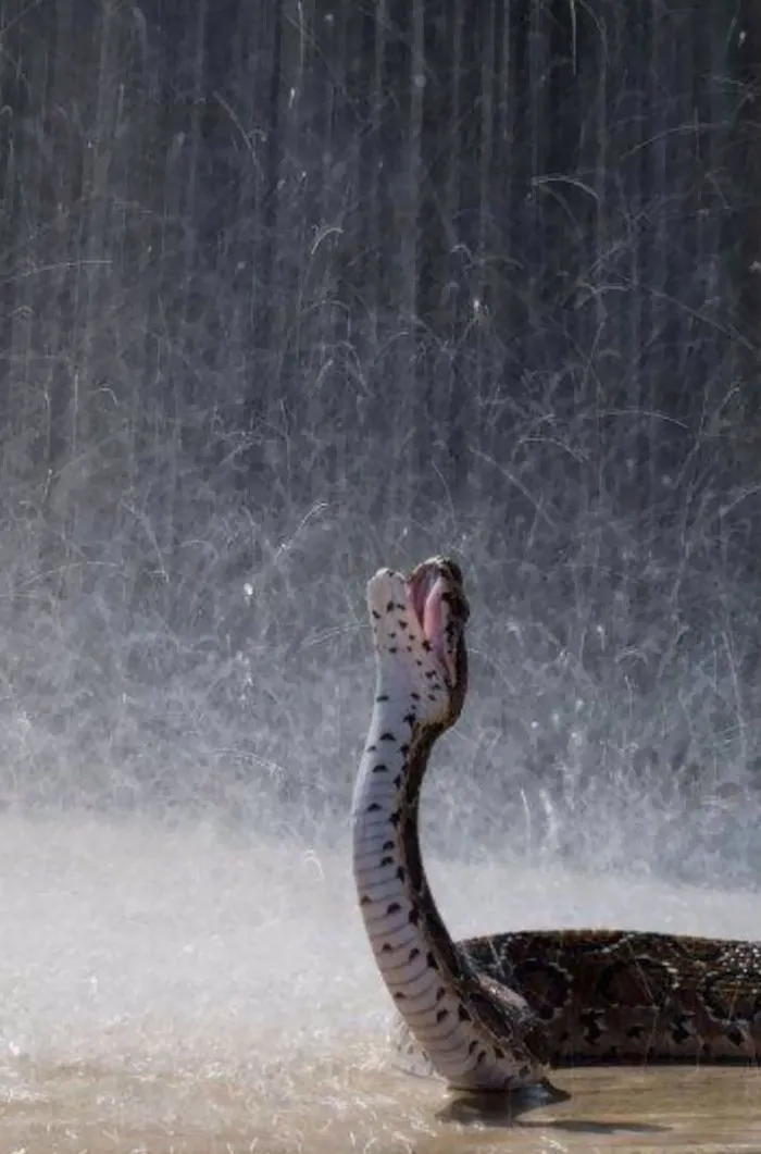 El Mejor R&b Lo Hace Esta Serpiente