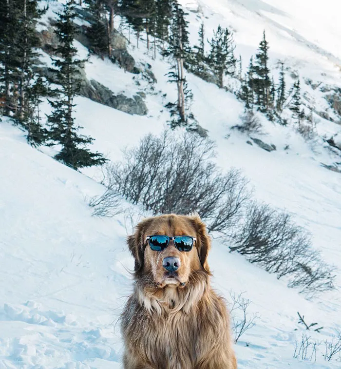 Este Perro Acaba De Sacar Su Primer Disco En Solitario
