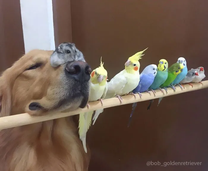 El Dúo Peludo Y Su Coro Emplumado