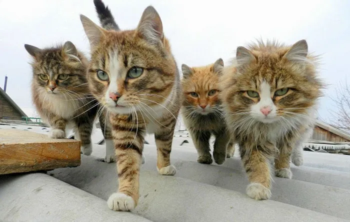 The Newest Grunge Band In The Scene