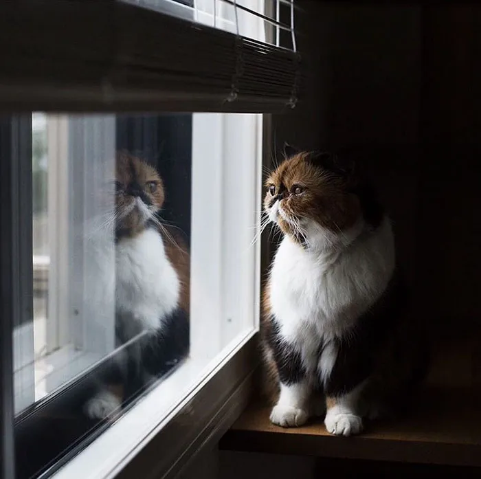 Las Mejores Baladas Las Canta Este Gato