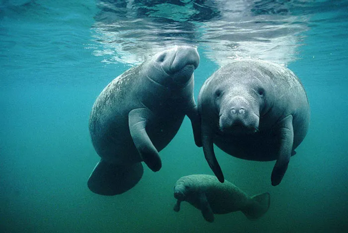 Manatee-nevermind