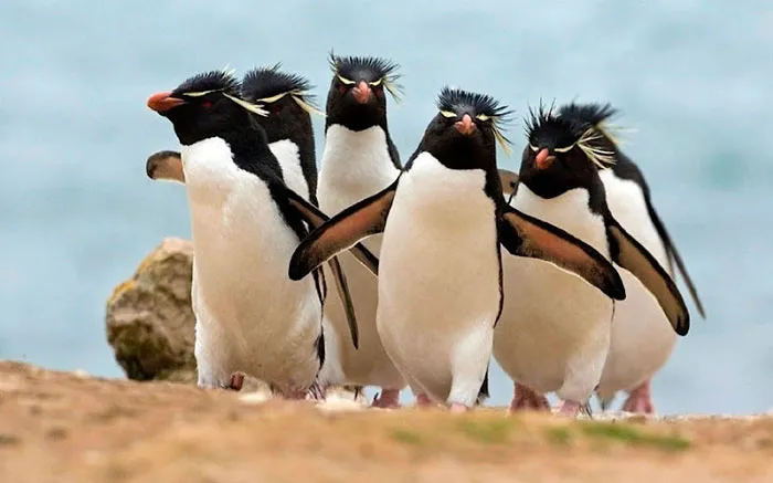 The Electronic Rock Penguins