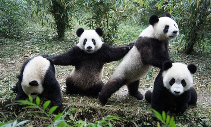 Wu-Pand Clan