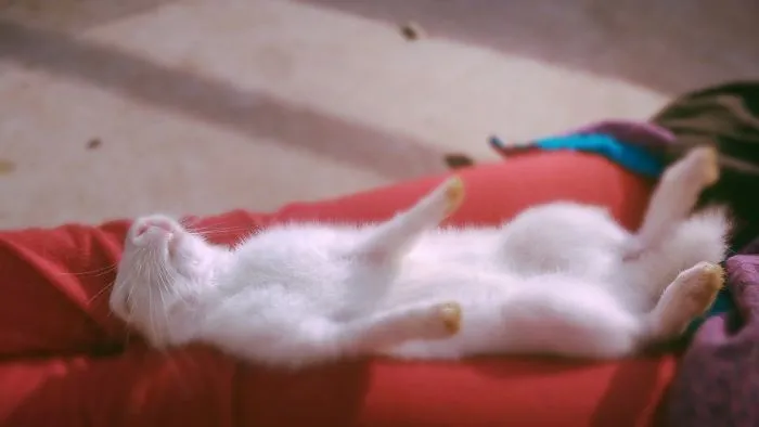 I Photographed My Pet Rabbit